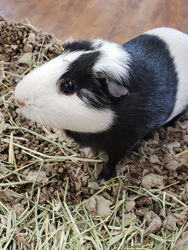 Pet Store «Kahoots Pet Store», reviews and photos, 2616 El Camino Real, Carlsbad, CA 92008, USA