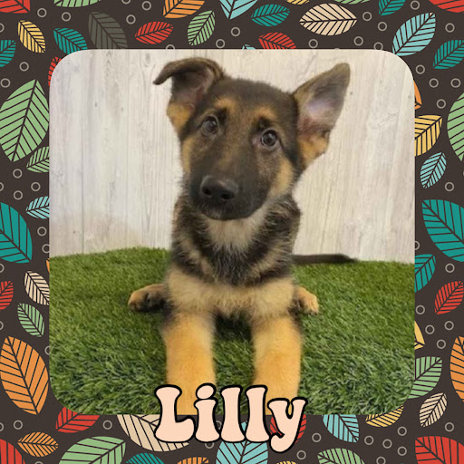 Pet Store «Pet Express», reviews and photos, 250 Granite St, Braintree, MA 02184, USA