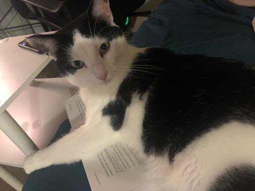 Pet Store «Animal House», reviews and photos, 7869 Hamilton Ave, Cincinnati, OH 45231, USA