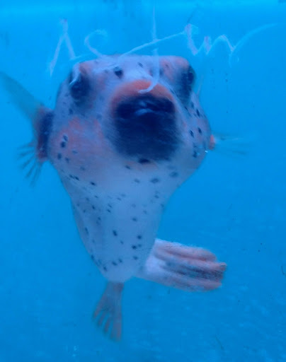 Aquarium Shop «Total Fish & Pets», reviews and photos, 137 Valley Blvd, Alhambra, CA 91801, USA