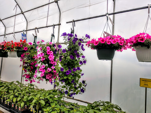 Florist «Pletschers», reviews and photos, 641 Old Hwy 8 SW, New Brighton, MN 55112, USA