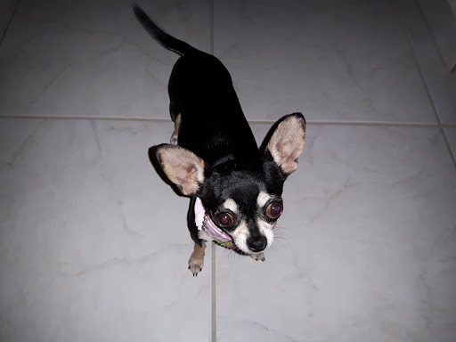 Dog Day Care Center «Ace Dog Grooming & Pet Supplies», reviews and photos, 7370 Bird Rd, Miami, FL 33155, USA