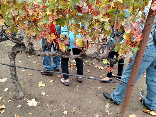 Winery «Beringer Vineyards», reviews and photos, 2000 Main St, St Helena, CA 94574, USA