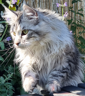 Chatterie des félins du lac à Cusy