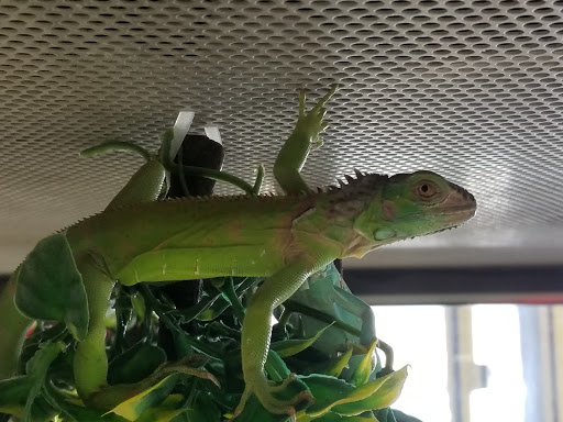 Pet Supply Store «Petco Animal Supplies», reviews and photos, 13053 Lee Jackson Memorial Hwy b, Fairfax, VA 22033, USA