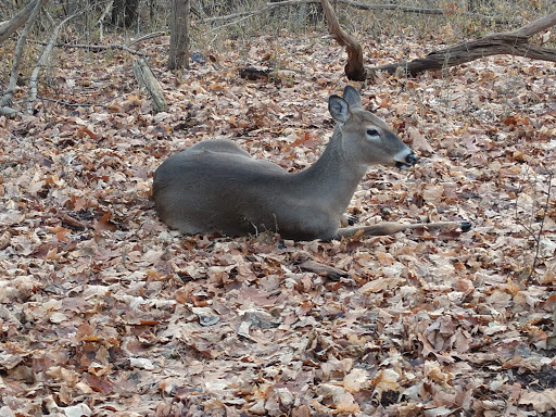 Nature Preserve «Farmington Hills Nature Center», reviews and photos, 24915 Farmington Rd, Farmington Hills, MI 48336, USA