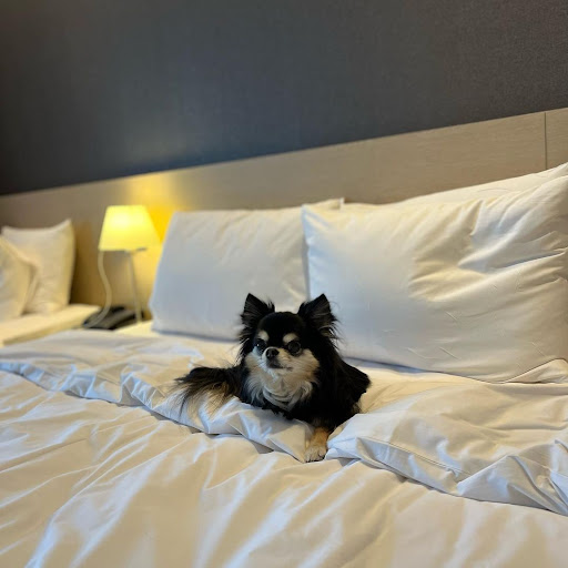 Pet Supply Store «Pet Supplies Plus», reviews and photos, 12407 MoPac Expy 525 - B, Austin, TX 78758, USA