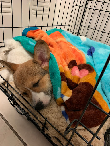 Pet Store «Petland Pembroke Pines», reviews and photos, 356 N University Dr, Pembroke Pines, FL 33024, USA