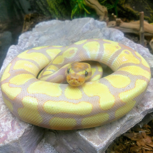 Pet Store «Lake City Pets and Supplies & Grooming», reviews and photos, 1101 US-90, Lake City, FL 32055, USA