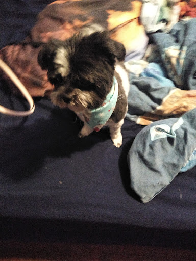 Pet Supply Store «Petco Animal Supplies», reviews and photos, 2901 32nd Ave S, Grand Forks, ND 58201, USA