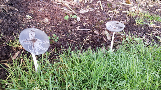 Golf Course «Willows Run Golf Complex», reviews and photos, 10402 Willows Rd, Redmond, WA 98052, USA