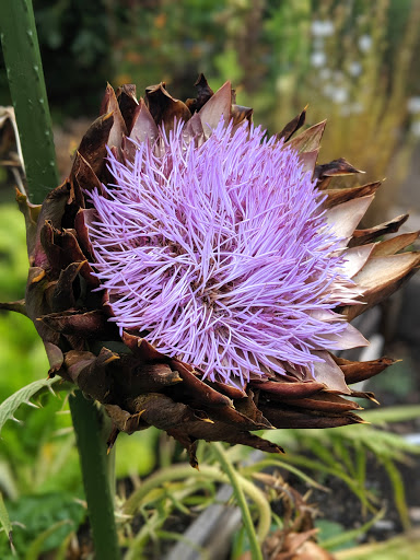 Park «Kirke Park», reviews and photos, 7028 9th Ave NW, Seattle, WA 98117, USA