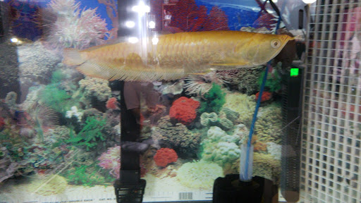 Tropical Fish Store «KHC Aquarium», reviews and photos, 150-1 Northern Blvd, Flushing, NY 11354, USA