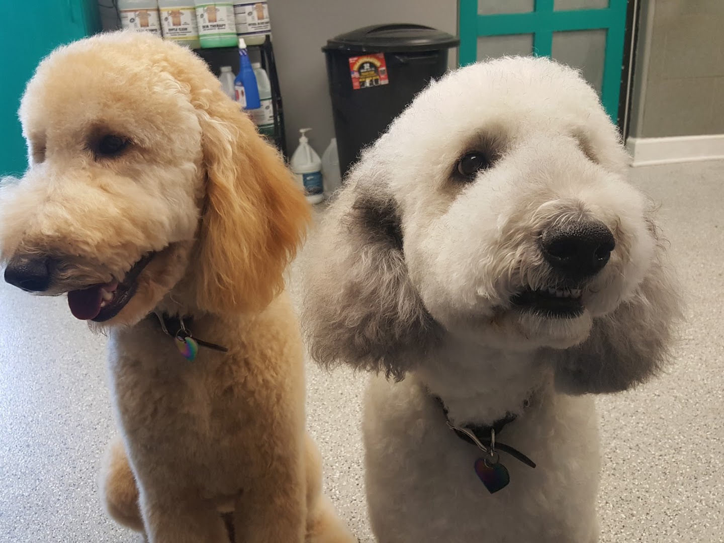 Dream Team Pet Grooming LLC