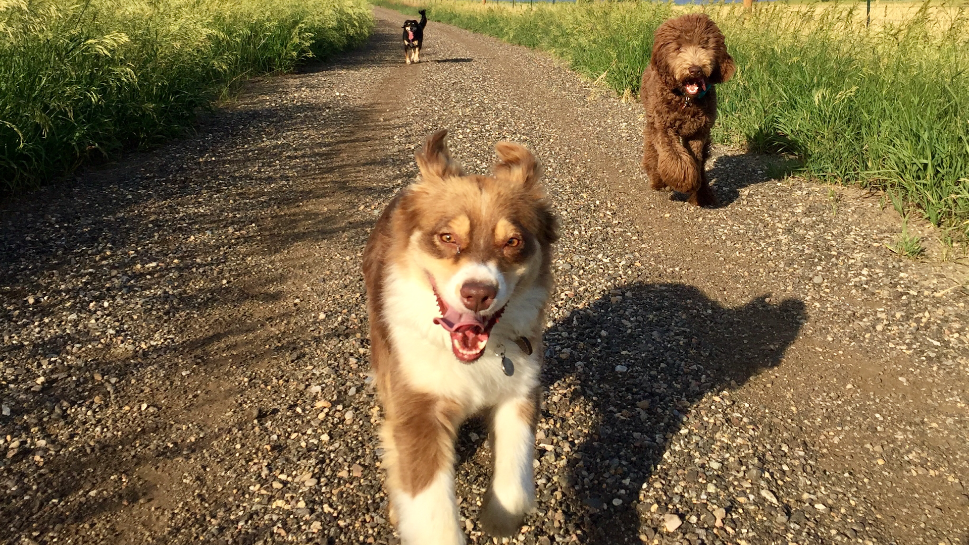 Hiking Coloraddogs