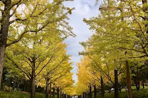 Azuma Sports Park Gingko Trees image