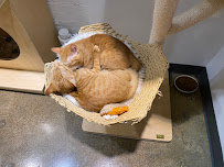 Felius Cat Café & Rescue - Photo 6 - Car repair in Omaha, NE, Omaha