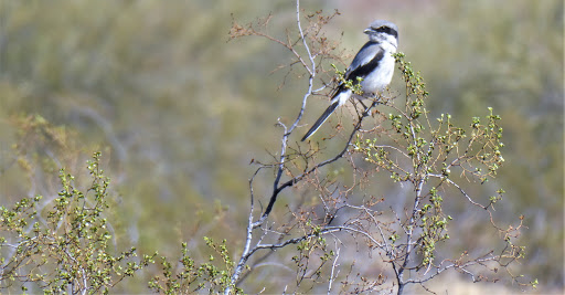 Park «Lookout Mountain Preserve», reviews and photos, 15800 N 16th St, Phoenix, AZ 85022, USA