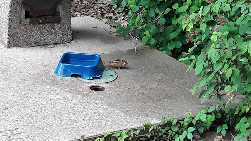 Park «Grover Cleveland Park», reviews and photos, Brookside Ave & Runnymede Rd, Essex Fells, NJ 07021, USA