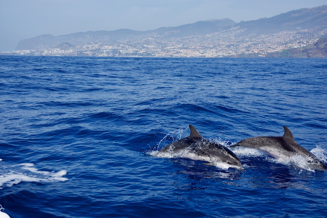 Avaliações doScorpio Madeira wild life em Machico - Agência de viagens