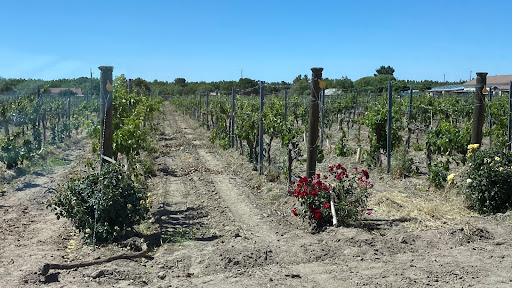 Vineyard «Rio Grande Vineyard & Winery», reviews and photos, 5321 NM-28, Las Cruces, NM 88005, USA