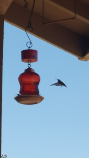 Golf Course «Westbrook Village Golf Club Lakes Course», reviews and photos, 19260 N Westbrook Pkwy, Peoria, AZ 85382, USA