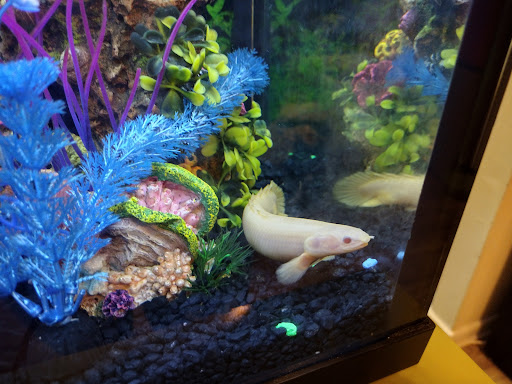 Tropical Fish Store «Azalea Aquariums», reviews and photos, 5112 Richmond Henrico Turnpike A, Richmond, VA 23227, USA