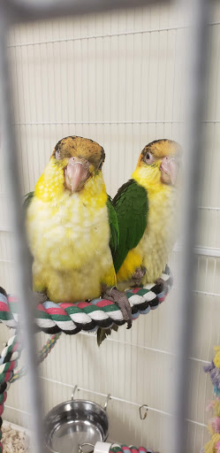 Bird Shop «Parrot & Bird Emporium Inc», reviews and photos, 360 N Westfield St, Feeding Hills, MA 01030, USA