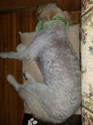 Pet Supply Store «Petco Animal Supplies», reviews and photos, 2255 East Ridge Road, Irondequoit, NY 14622, USA