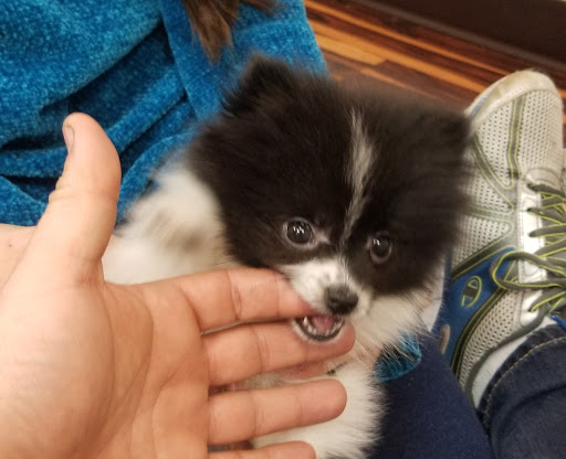 Pet Store «Furry Babies Inc», reviews and photos, 3340 Mall Loop Dr, Joliet, IL 60431, USA