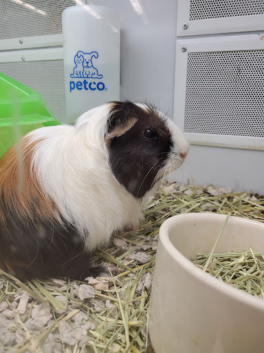 Pet Supply Store «Petco Animal Supplies», reviews and photos, 8700 Preston Rd #105, Plano, TX 75024, USA