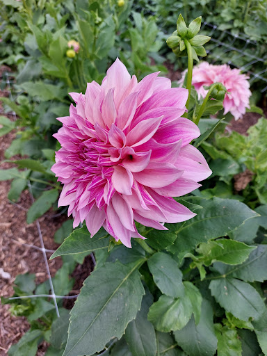 Florist «Pinewood and Posies», reviews and photos, 4547 White Oak Rd, Paradise, PA 17562, USA