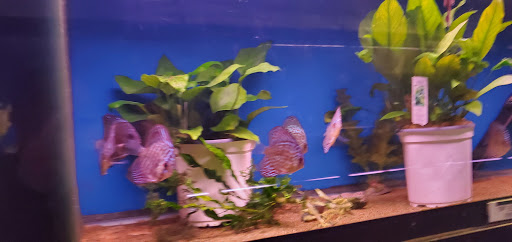 Pet Supply Store «Wet Spot Tropical Fish», reviews and photos, 4310 NE Hancock St, Portland, OR 97213, USA