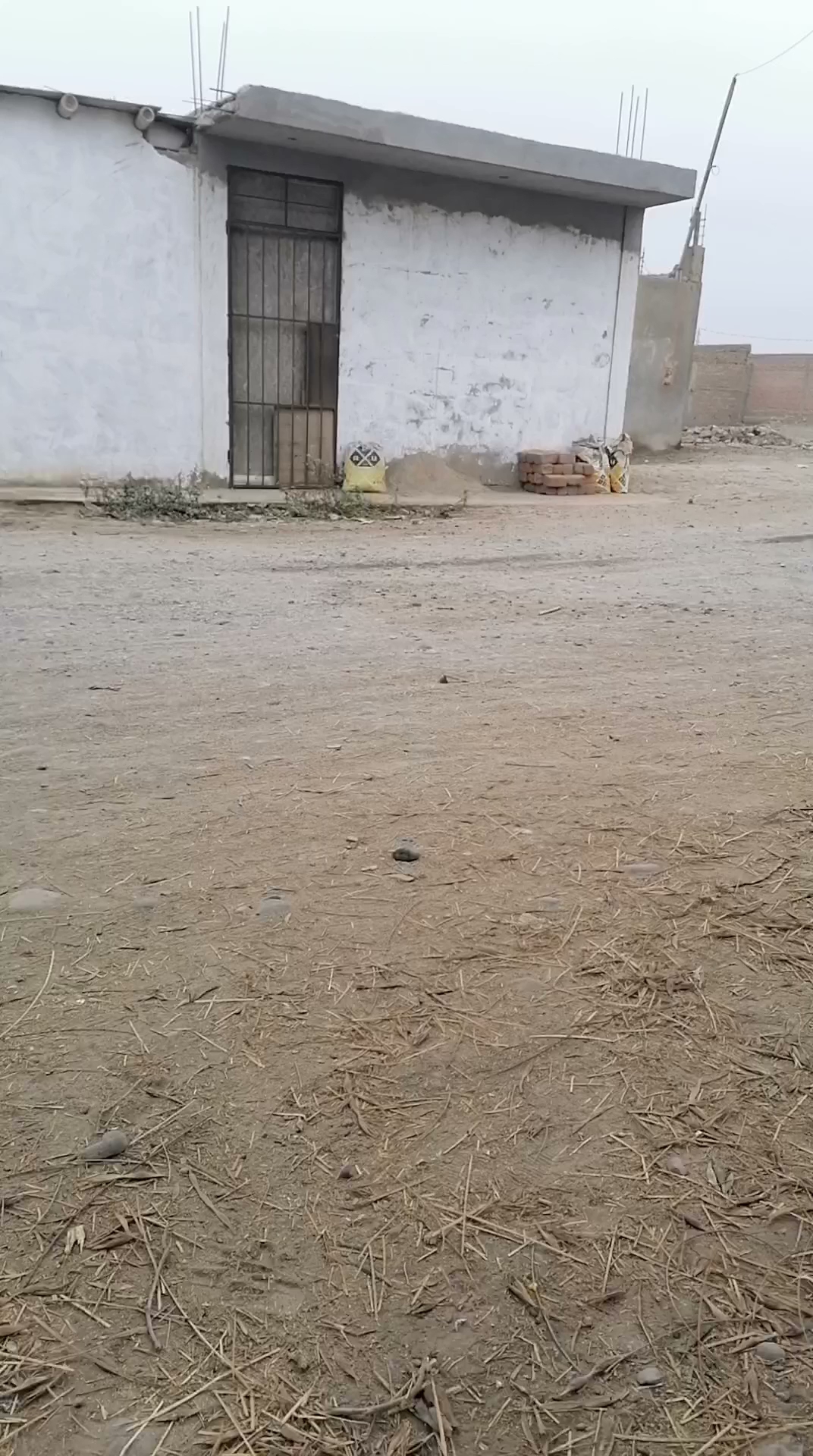 Cebe-Pisco