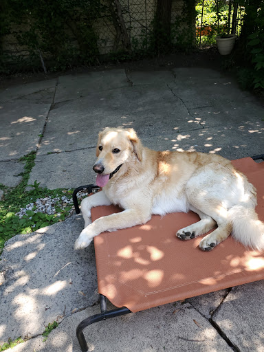 Pet Supply Store «PetSmart», reviews and photos, 2101 Elmwood Ave, Buffalo, NY 14207, USA