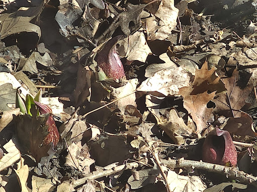 Museum «Pilcher Park Nature Center», reviews and photos, 2501 Highland Park Dr, Joliet, IL 60432, USA