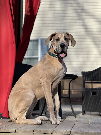 Dog Trainer «Off Leash K9 Training, Charlottesville», reviews and photos, 8782 Seminole Trail, Ruckersville, VA 22968, USA