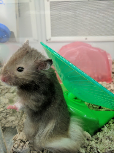 Pet Supply Store «Petco Animal Supplies», reviews and photos, 2250 Petrie Ln #518, Lanham, MD 20706, USA