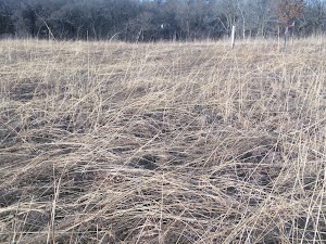 Garner (Harrison) Park - photo 55