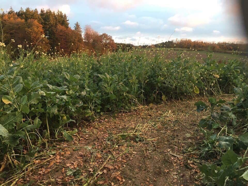 Vildtplejeren.dk in Kerteminde, Kerteminde