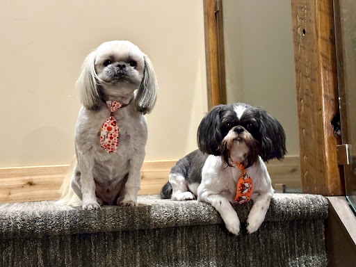 Petropolis Pet Grooming Salon