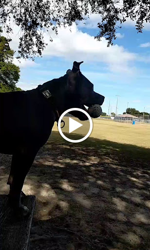 Dog Park «West Park», reviews and photos, 5812 N Occident St, Tampa, FL 33614, USA