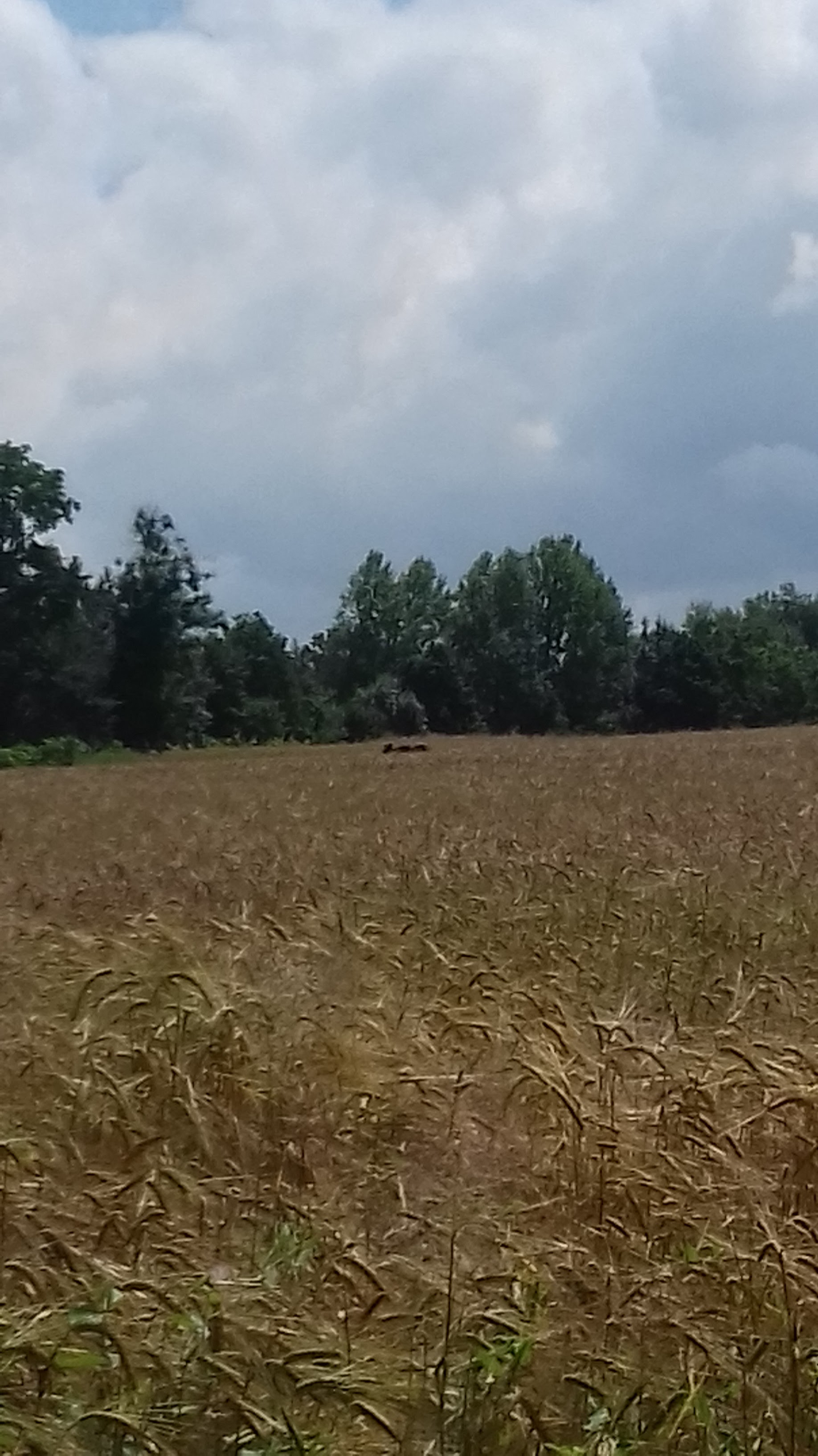 Photo n° 1 de l'avis de renardeau. fait le 18/06/2020 à 11:05