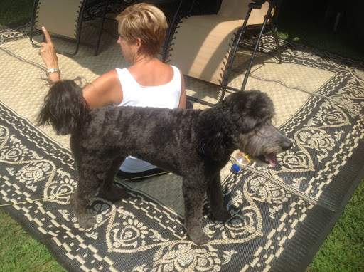 Pet Store «DipidyDawg Gourmet Dog Bakery & Boutique», reviews and photos, 21301 S Tamiami Trail Suite 430, Estero, FL 33928, USA