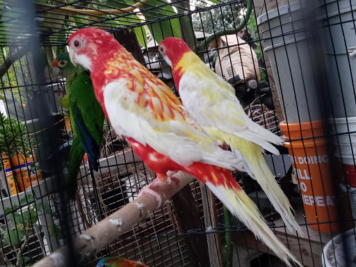 Pet Store «Inez Pet Shop», reviews and photos, 3825 Whittier Blvd, Los Angeles, CA 90023, USA