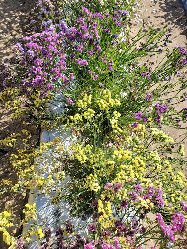 Produce Market «Berry Patch Farms», reviews and photos, 13785 Potomac St, Brighton, CO 80601, USA