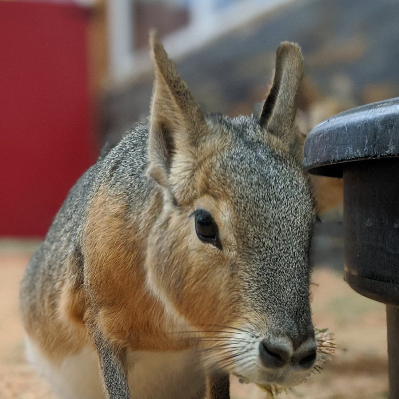 Debbie Dolittle's Animal Experience