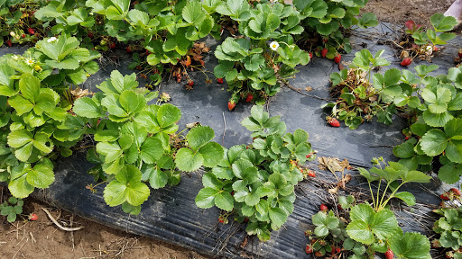 Produce Market «Boones Ferry Berry Farms», reviews and photos, 19602 NE Boones Ferry Rd, Hubbard, OR 97032, USA