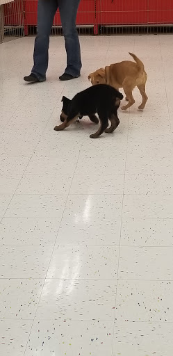 Pet Supply Store «Petco Animal Supplies», reviews and photos, 16095 W Bluemound Rd, Brookfield, WI 53005, USA