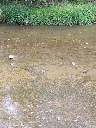 Nature Preserve «Thistlethwaite Falls», reviews and photos, 65 Waterfall Rd, Richmond, IN 47374, USA